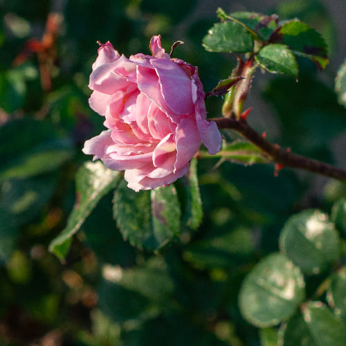 Роза почвопокровная Мэджик Мейдиланд купить в Нижнем Новгороде