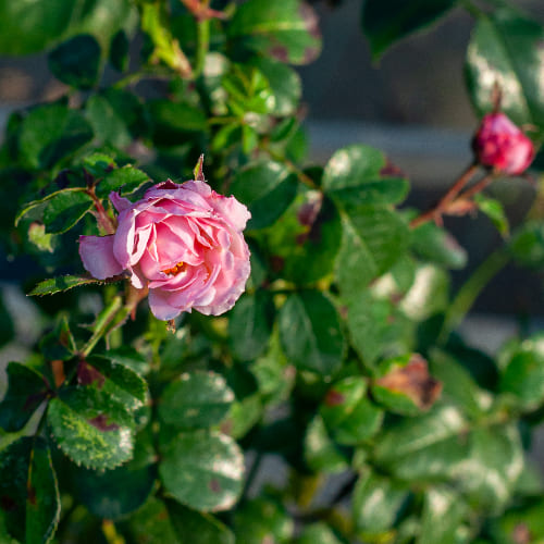 Роза почвопокровная Мэджик Мейдиланд купить в Нижнем Новгороде