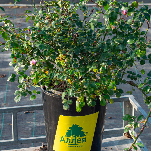 Роза почвопокровная Мэджик Мейдиланд купить в Нижнем Новгороде