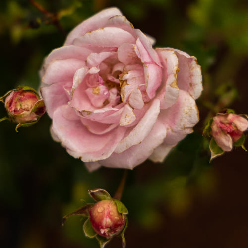 Роза почвопокровная Жемчужина Мейдиланд купить во Владимире