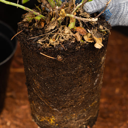 Роза почвопокровная Жемчужина Мейдиланд купить во Владимире