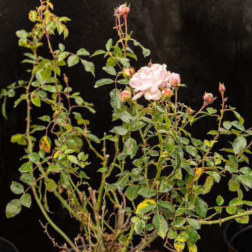 Роза почвопокровная Жемчужина Мейдиланд купить во Владимире