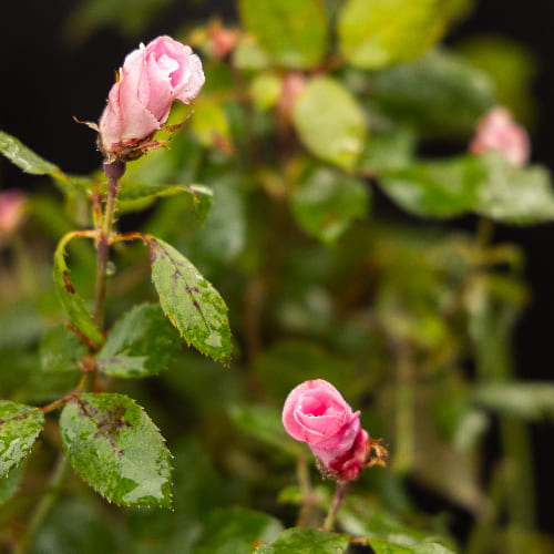 Роза почвопокровная Пинк Нокаут купить во Владимире