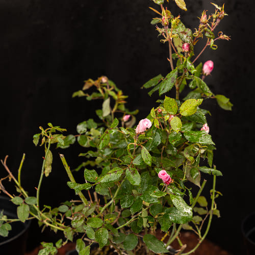 Роза почвопокровная Пинк Нокаут купить во Владимире