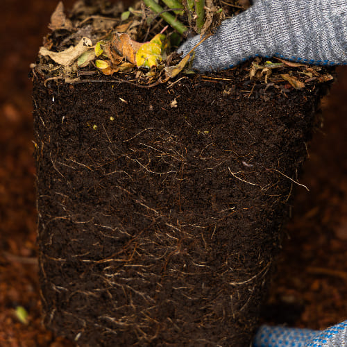 Роза почвопокровная Пинк Нокаут купить во Владимире