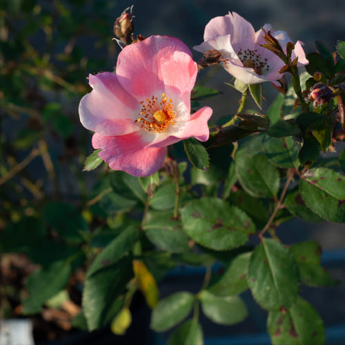 Роза почвопокровная Пинк Мейдиланд купить во Владимире