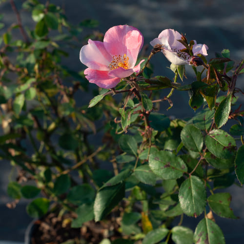 Роза почвопокровная Пинк Мейдиланд купить во Владимире