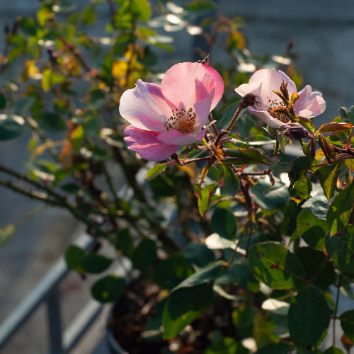 Роза почвопокровная Пинк Мейдиланд купить во Владимире