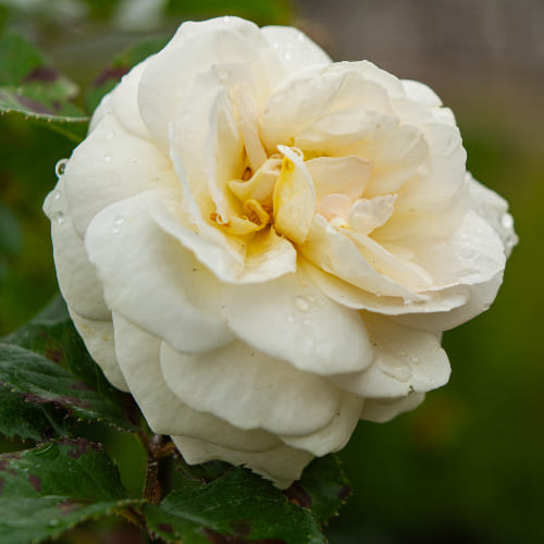 Роза почвопокровная Претти Санрайз купить в Нижнем Новгороде