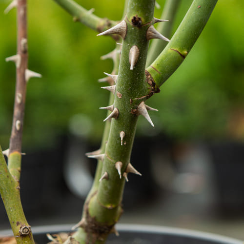 Роза почвопокровная Претти Санрайз купить в Нижнем Новгороде