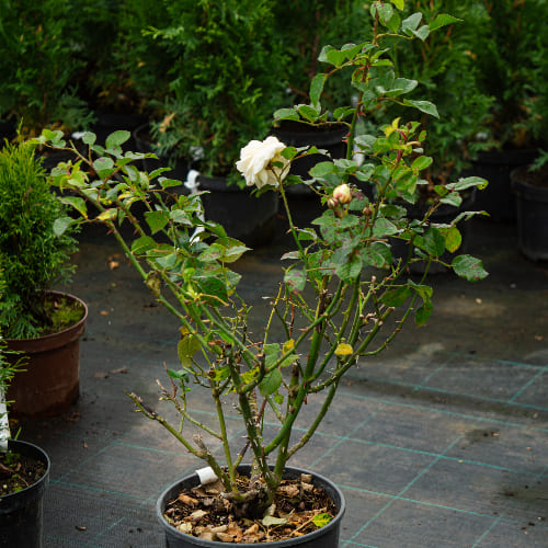 Роза почвопокровная Претти Санрайз купить в Нижнем Новгороде