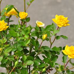 Роза почвопокровная Седана купить во Владимире