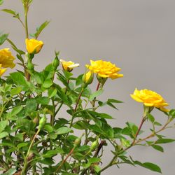 Роза почвопокровная Седана купить во Владимире