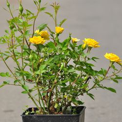 Роза почвопокровная Седана купить во Владимире