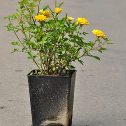 Роза почвопокровная Седана купить во Владимире