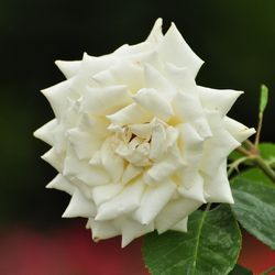 Роза штамбовая Моника купить в Нижнем Новгороде