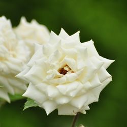 Роза штамбовая Моника купить в Нижнем Новгороде