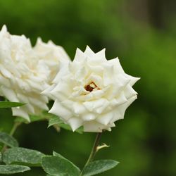 Роза штамбовая Моника купить в Нижнем Новгороде