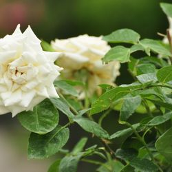 Роза штамбовая Моника купить в Нижнем Новгороде