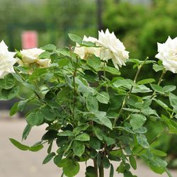 Роза штамбовая Моника купить в Нижнем Новгороде