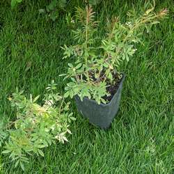 Роза блестящая купить в Нижнем Новгороде