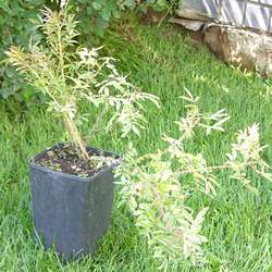 Роза блестящая купить в Нижнем Новгороде