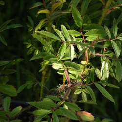 Роза блестящая купить в Нижнем Новгороде