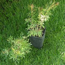 Роза блестящая купить в Нижнем Новгороде