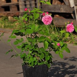 Роза парковая и Альпийская Луис Одиер купить в Нижнем Новгороде