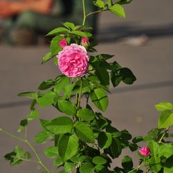 Роза парковая и Альпийская Луис Одиер купить в Нижнем Новгороде