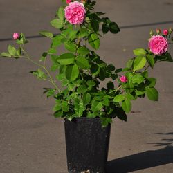 Роза парковая и Альпийская Луис Одиер купить в Нижнем Новгороде