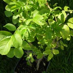 Роза морщинистая Alba купить в Нижнем Новгороде