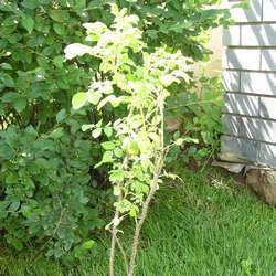 Роза морщинистая Alba купить в Нижнем Новгороде