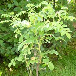 Роза морщинистая Rubra купить в Нижнем Новгороде