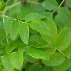 Роза морщинистая Rubra купить в Нижнем Новгороде