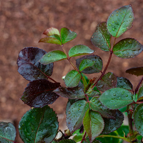 Роза чайно-гибридная Аскот купить в Нижнем Новгороде