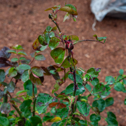 Роза чайно-гибридная Аскот купить в Нижнем Новгороде