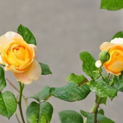 Роза чайно-гибридная Candlelight купить во Владимире