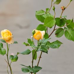 Роза чайно-гибридная Candlelight купить во Владимире