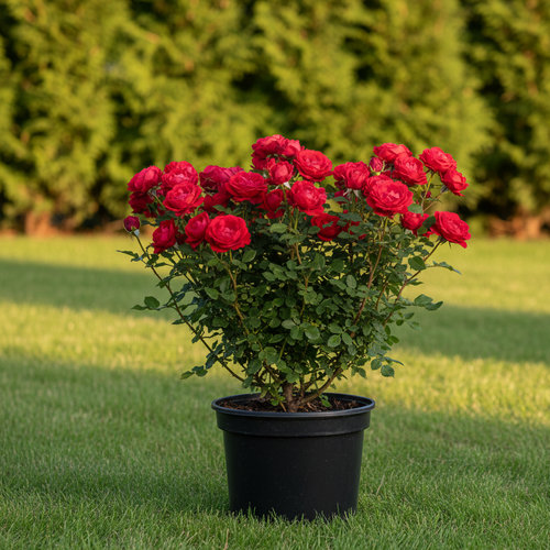 Роза чайно-гибридная Cap Horn купить во Владимире