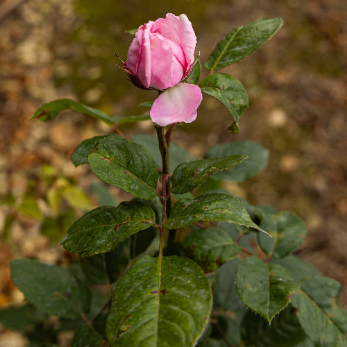 Роза чайно-гибридная Джита Ренесанс купить в Нижнем Новгороде