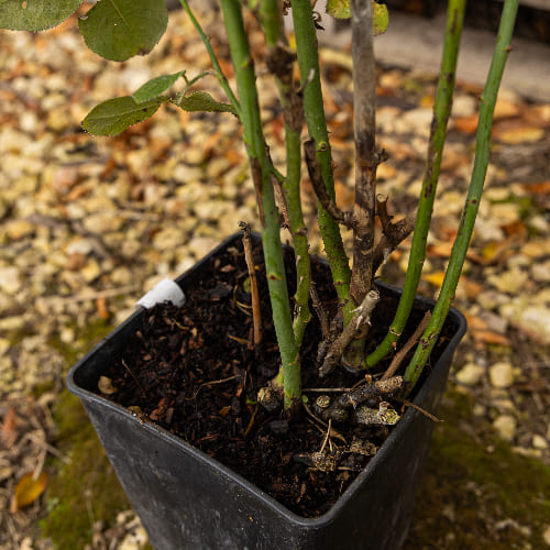 Роза чайно-гибридная Джита Ренесанс купить в Нижнем Новгороде