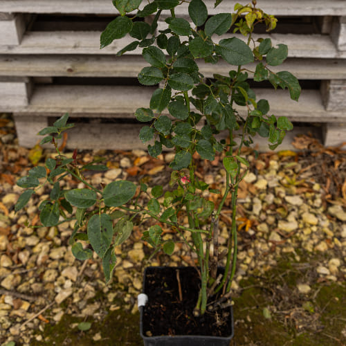 Роза чайно-гибридная Джита Ренесанс купить в Нижнем Новгороде