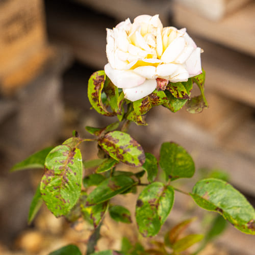 Роза чайно-гибридная Gloria Dei купить в Нижнем Новгороде