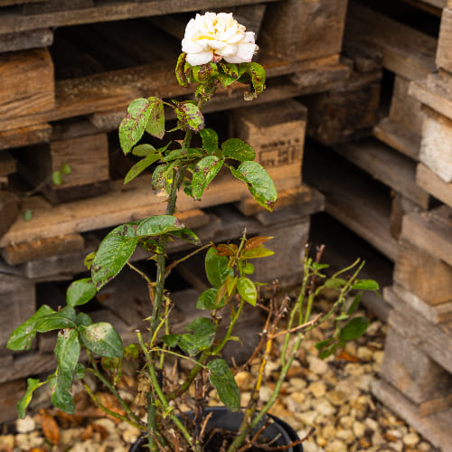 Роза чайно-гибридная Gloria Dei купить в Нижнем Новгороде