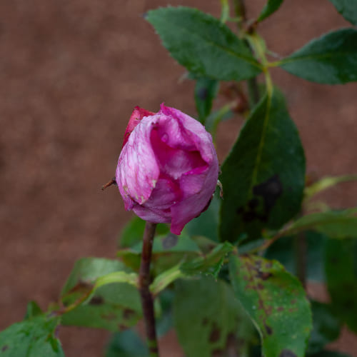 Роза чайно-гибридная Parole купить в Нижнем Новгороде