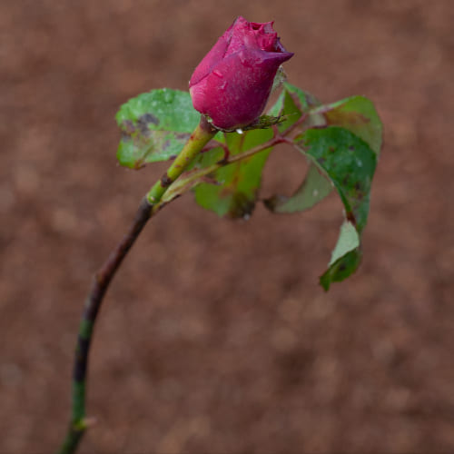 Роза чайно-гибридная Parole купить в Нижнем Новгороде