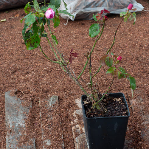 Роза чайно-гибридная Parole купить в Нижнем Новгороде