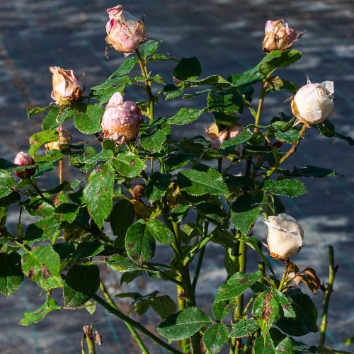 Роза чайно-гибридная Поль Рикар купить в Нижнем Новгороде