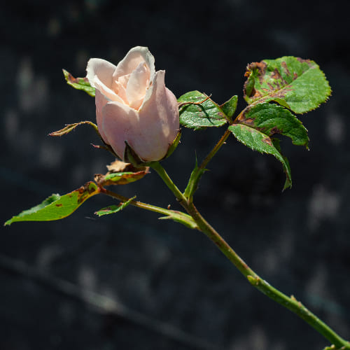 Роза чайно-гибридная Поль Рикар купить в Нижнем Новгороде